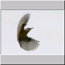 Sitta europaea - Kleiber 10.jpg